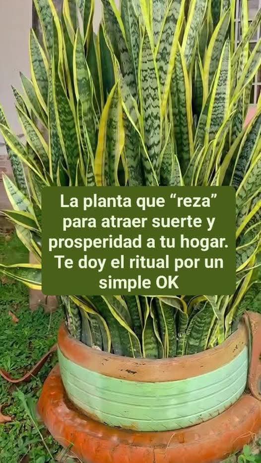 El poder de la planta lengua de suegra para la buena suerte