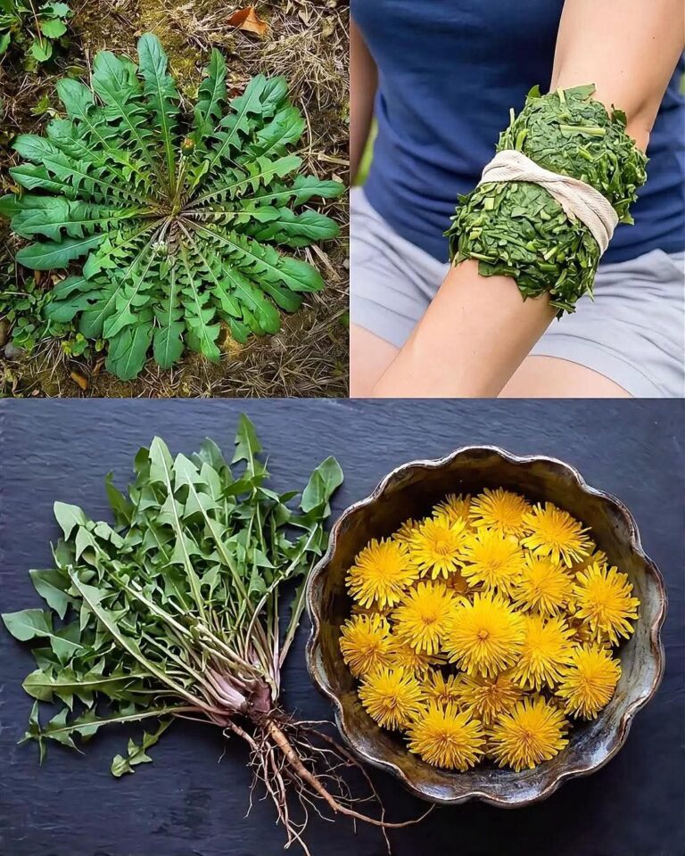 Diente de león: el tesoro natural que limpia, desinflama y regenera tu cuerpo