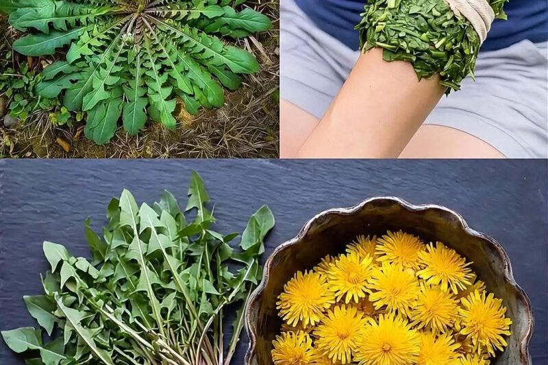 Diente de león: el tesoro natural que limpia, desinflama y regenera tu cuerpo