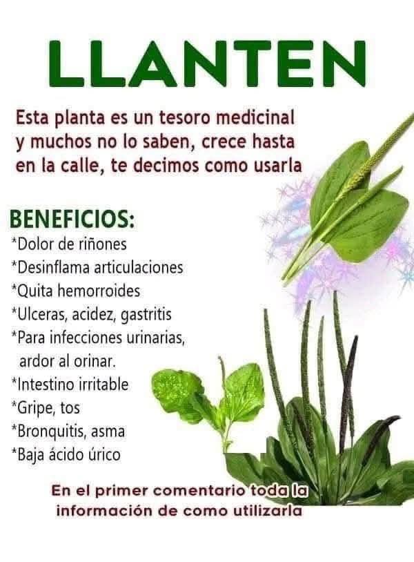 Llantén: beneficios reales, cómo consumirlo y precauciones antes de tomarlo