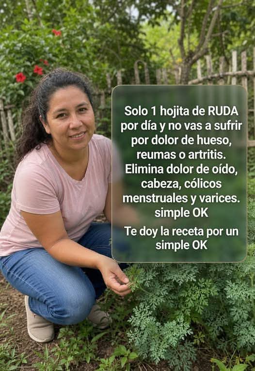 Solo 1 hojita de RUDA por día y no vas a sufrir por dolor de hueso, reumas o artritis.