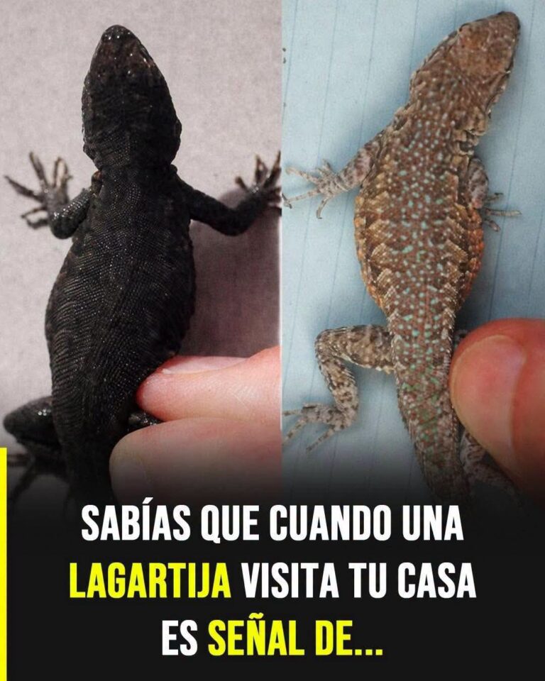 ¿Qué significa que una lagartija entre a tu casa? Simbolismo y creencias populares