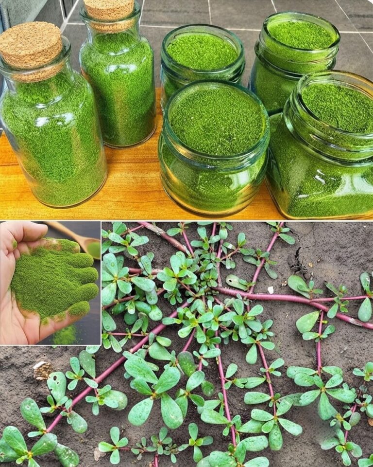 Nunca pises esta hierba se considera una mina de oro en el jardín.