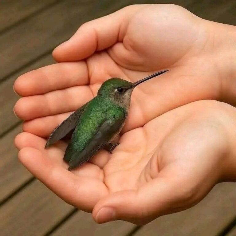 Qué significa que un colibrí llegue a tu casa y por qué puede aparecer en tu jardín