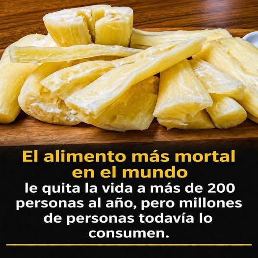 Yuca: un alimento nutritivo y a la vez peligroso