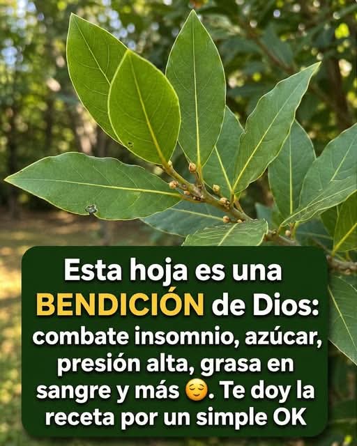 Beneficios del Té de Laurel Cómo Prepararlo y Precauciones para su Consumo