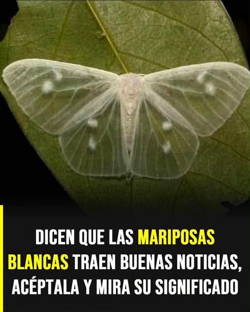 ¿Qué significa que una mariposa blanca te visite? El simbolismo y las creencias detrás de este curioso encuentro – FamiliaSalud.com