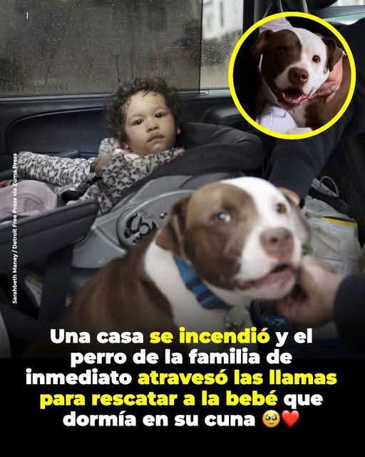 Un perro héroe salva a bebé de incendio en casa familiar en Detroit