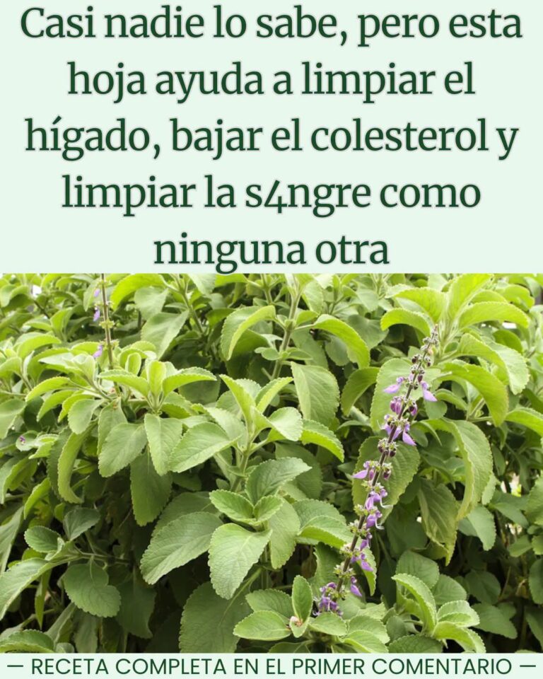Boldo depurativo: infusión natural para limpiar el cuerpo