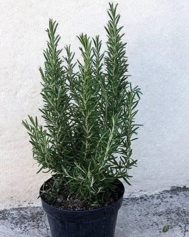 Té de ruda: usos tradicionales, riesgos reales y por qué no conviene tomarlo sin cuidado