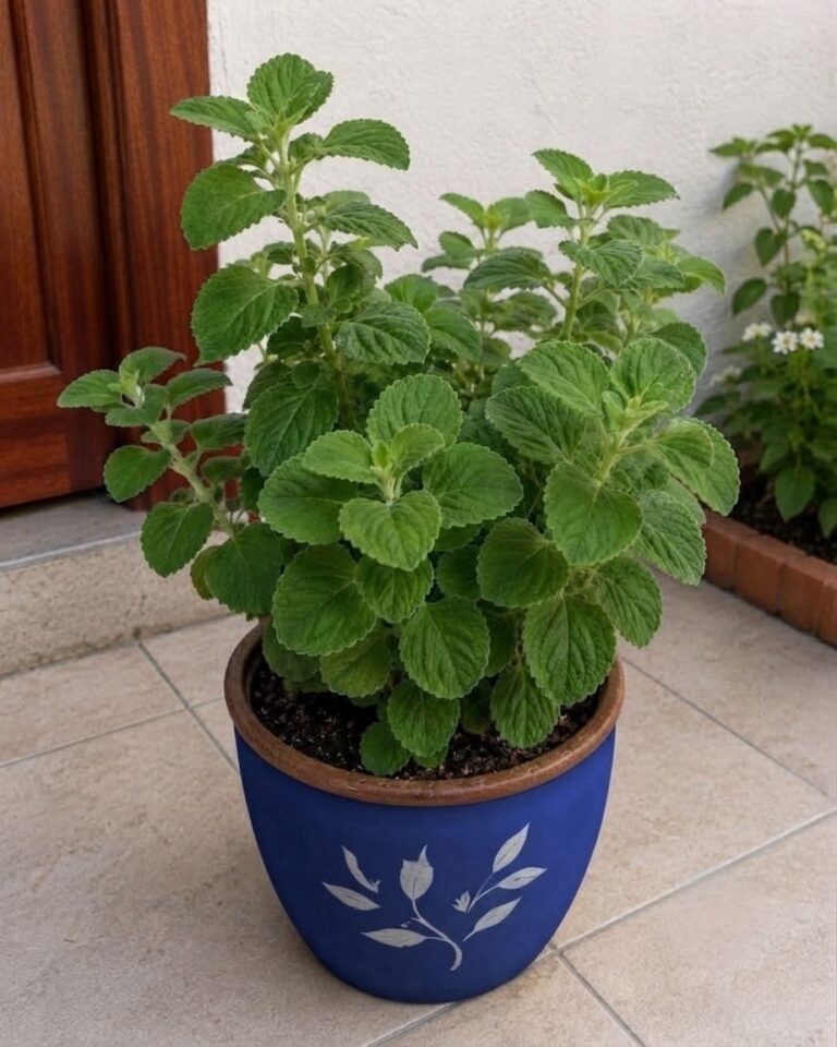 Té de Orégano: Beneficios, Propiedades y Enfermedades en las que Puede Ayudar